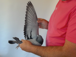 Pigeon image