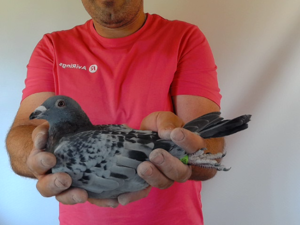 Pigeon image