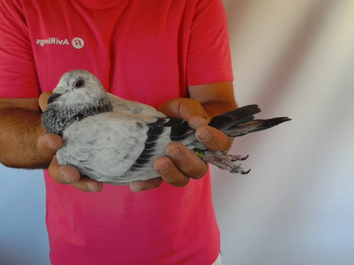 Pigeon image
