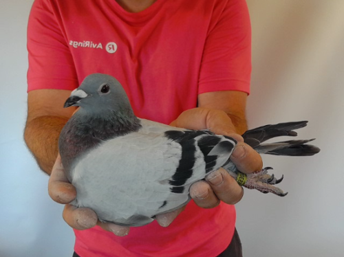 Pigeon image