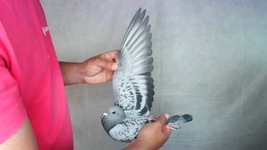 Pigeon image