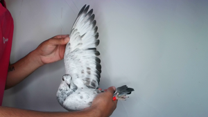 Pigeon image
