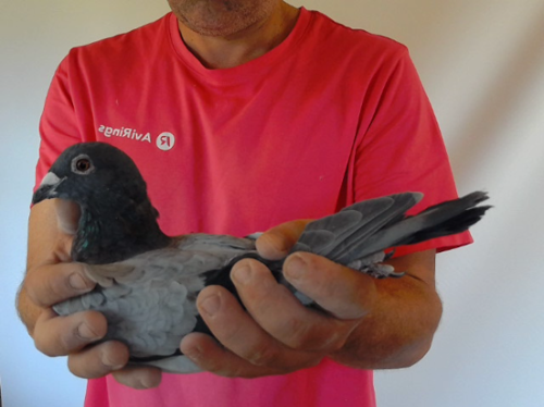 Pigeon image