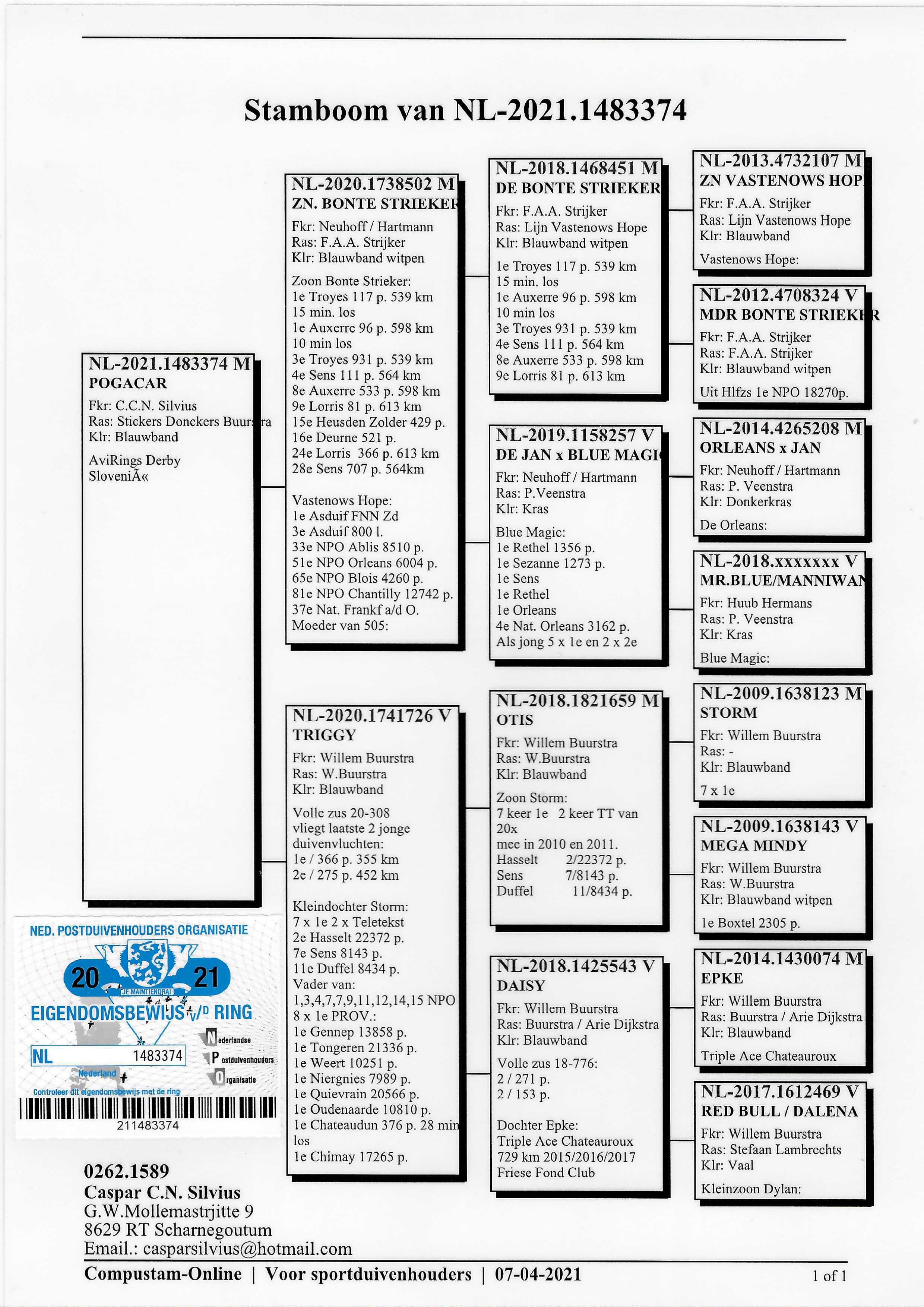 Pigeon pedigree image