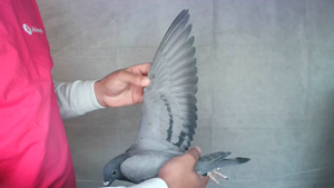 Pigeon image