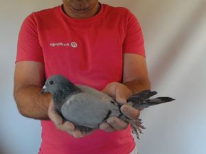 Pigeon image