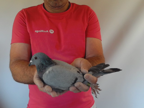 Pigeon image