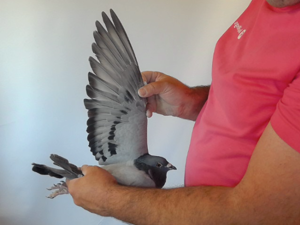 Pigeon image