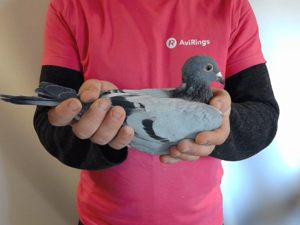 Pigeon image