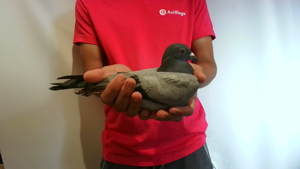 Pigeon image