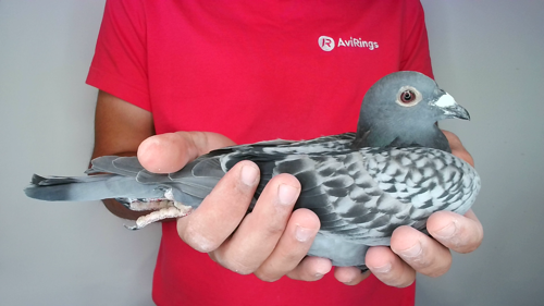 Pigeon image