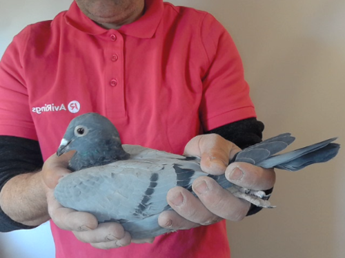 Pigeon image