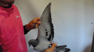 Pigeon image