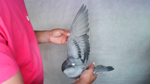 Pigeon image