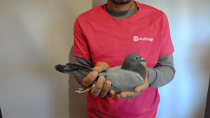 Pigeon image