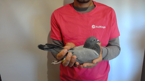 Pigeon image