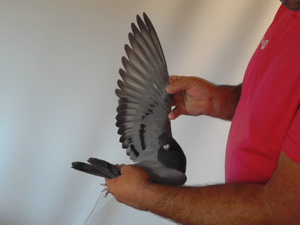 Pigeon image