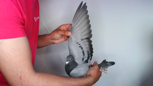 Pigeon image