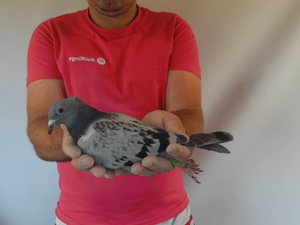 Pigeon image