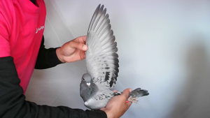 Pigeon image