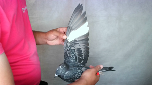 Pigeon image