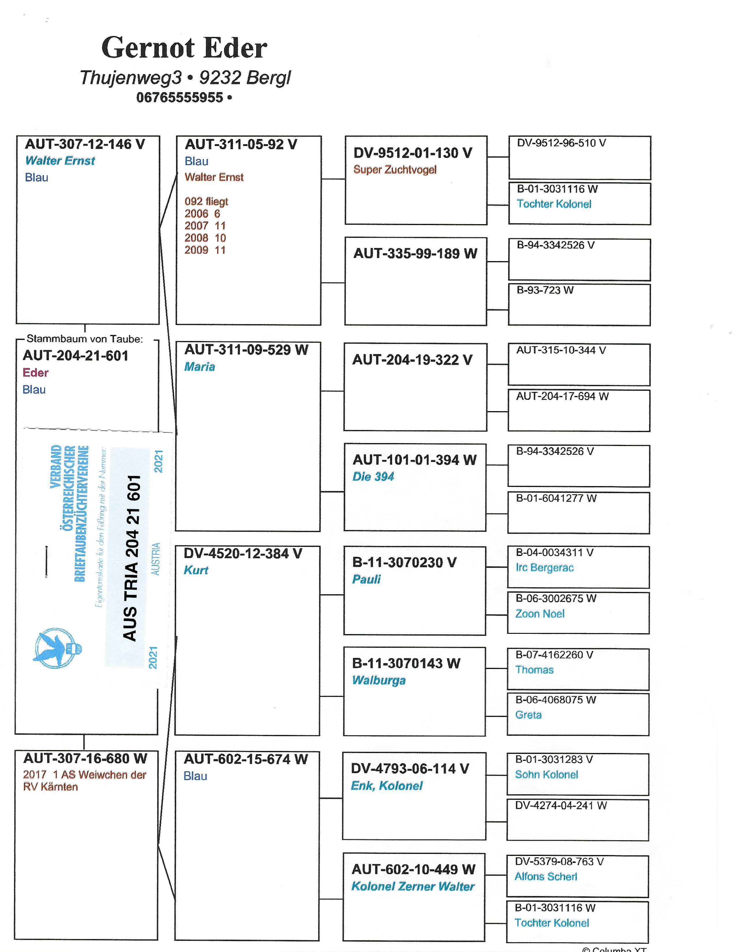 Pigeon pedigree image