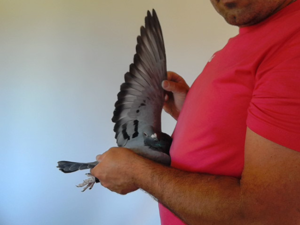 Pigeon image