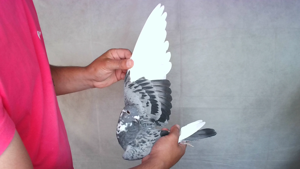 Pigeon image