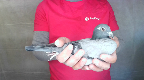 Pigeon image