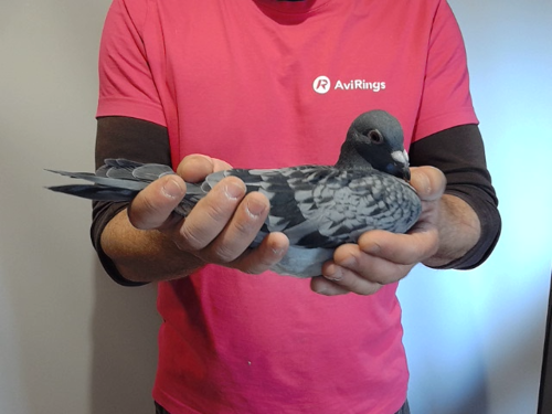 Pigeon image