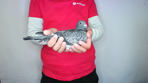 Pigeon image