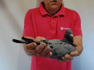 Pigeon image