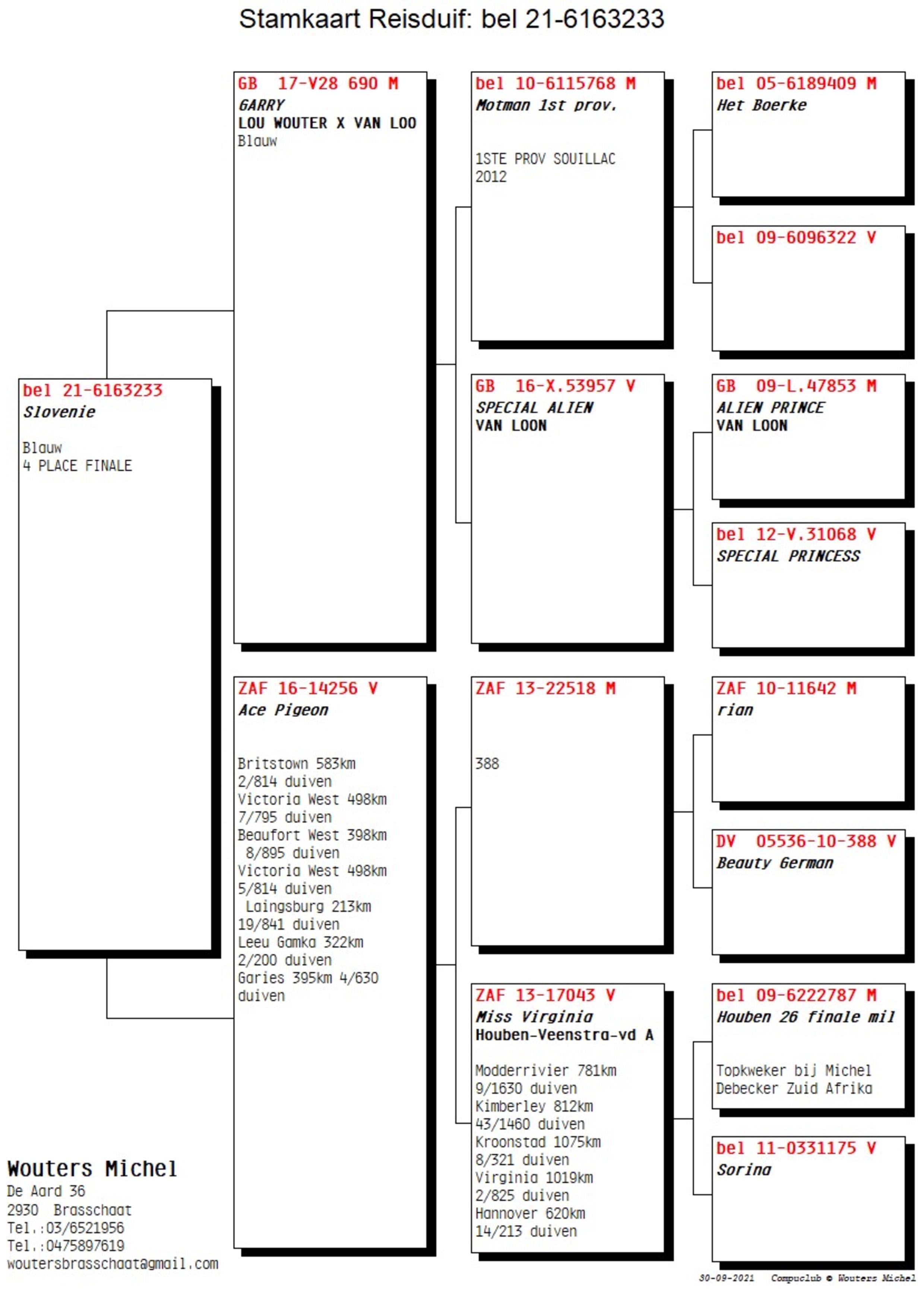 Pigeon pedigree image