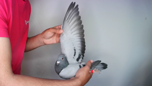 Pigeon image