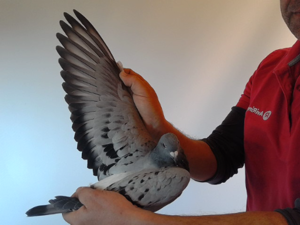 Pigeon image
