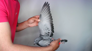 Pigeon image