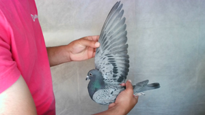 Pigeon image