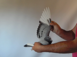 Pigeon image