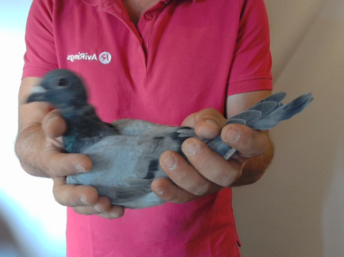 Pigeon image
