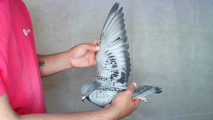 Pigeon image