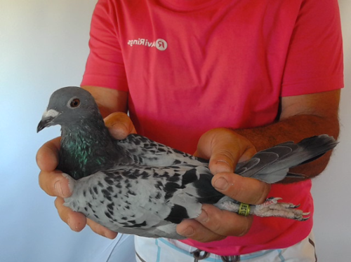 Pigeon image