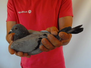 Pigeon image