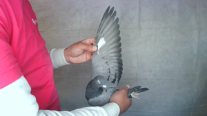 Pigeon image