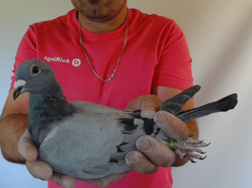 Pigeon image