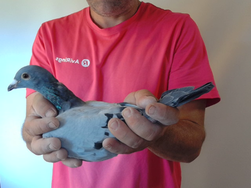 Pigeon image