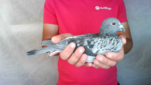 Pigeon image