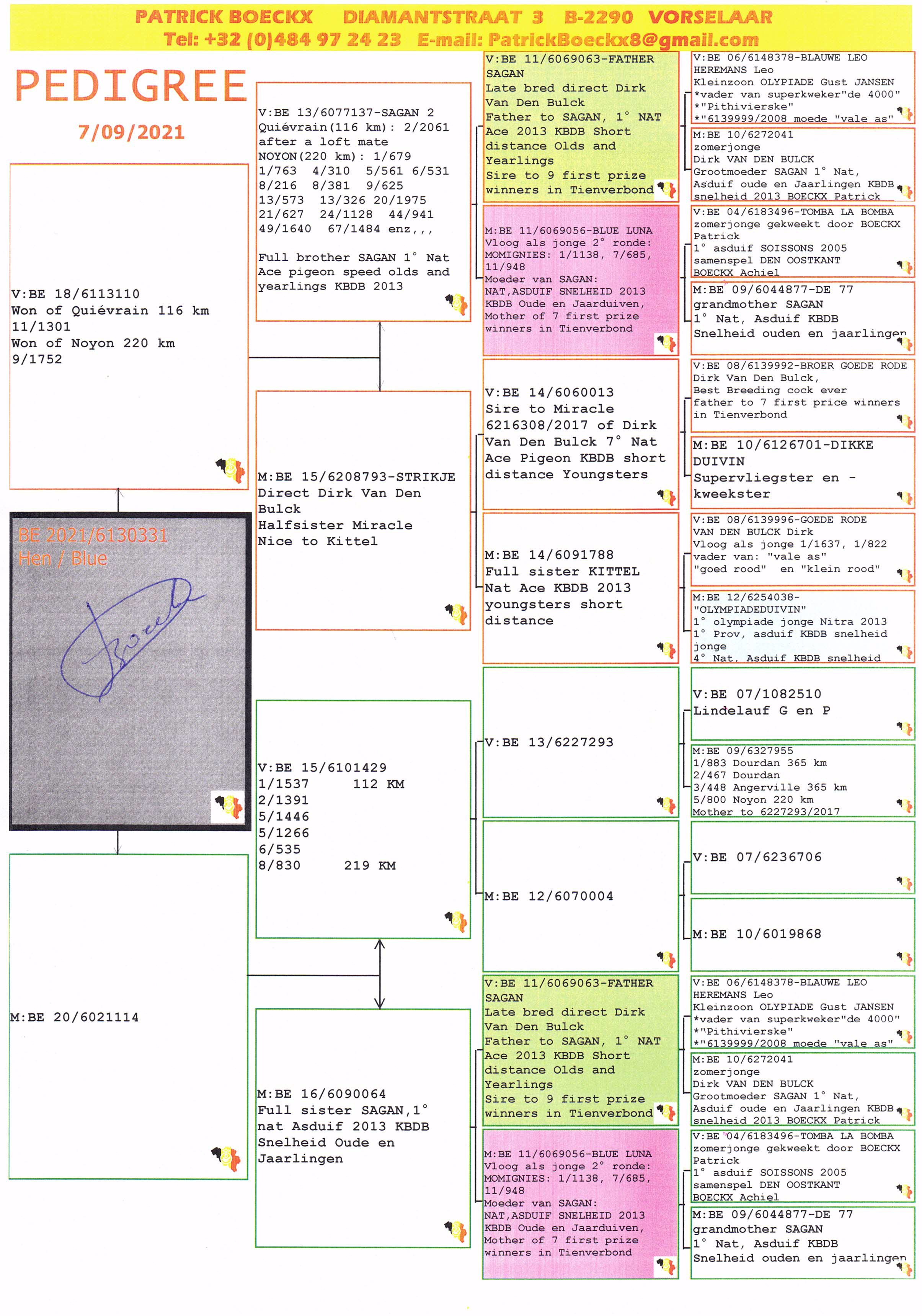 Pigeon pedigree image
