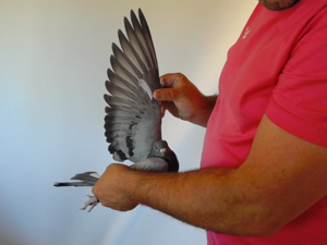 Pigeon image