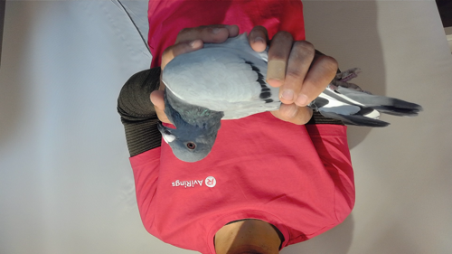 Pigeon image