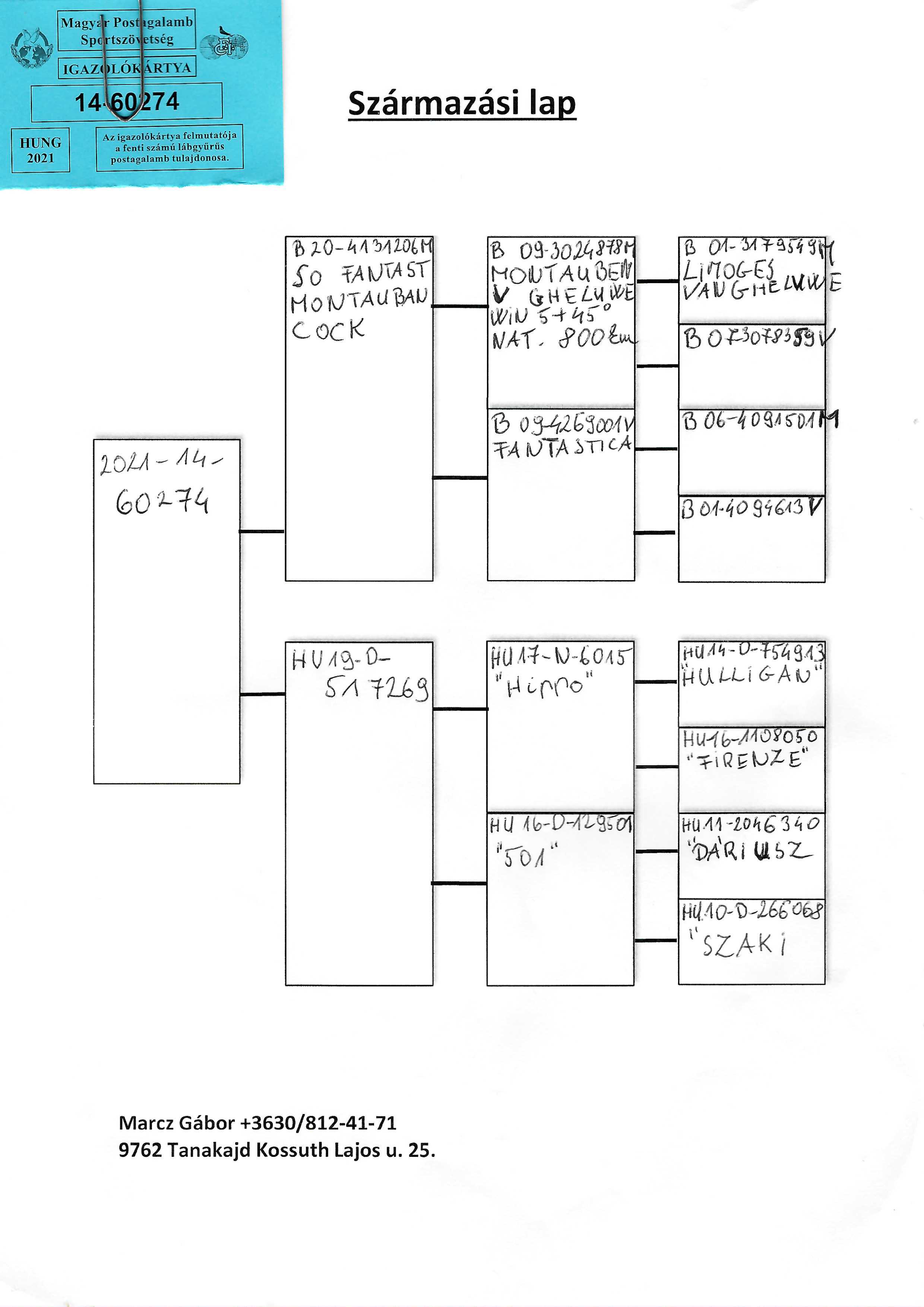 Pigeon pedigree image